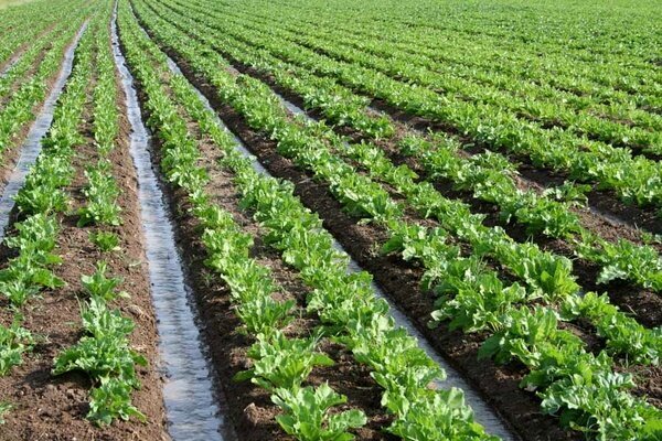 ۷۰ هزار هکتار از اراضی کشاورزی دهلران به کشت پاییزه اختصاص یافت