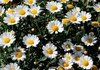 سطح زیر کشت گیاهان دارویی در ایلام ۲۶۰ هکتار است سطح زیر کشت گیاهان دارویی در ایلام ۲۶۰ هکتار است