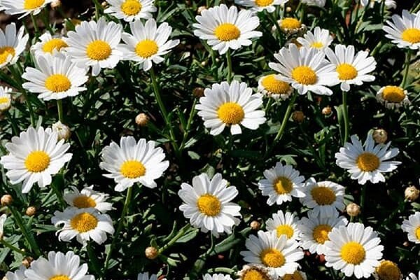 سطح زیر کشت گیاهان دارویی در ایلام ۲۶۰ هکتار است سطح زیر کشت گیاهان دارویی در ایلام ۲۶۰ هکتار است