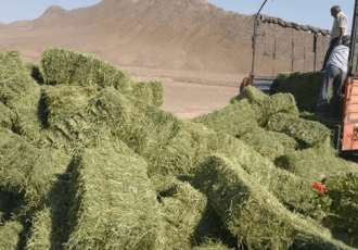 اختصاص ۶۰ میلیارد تومان تسهیلات علوفه به عشایر ایلام اختصاص ۶۰ میلیارد تومان تسهیلات علوفه به عشایر ایلام