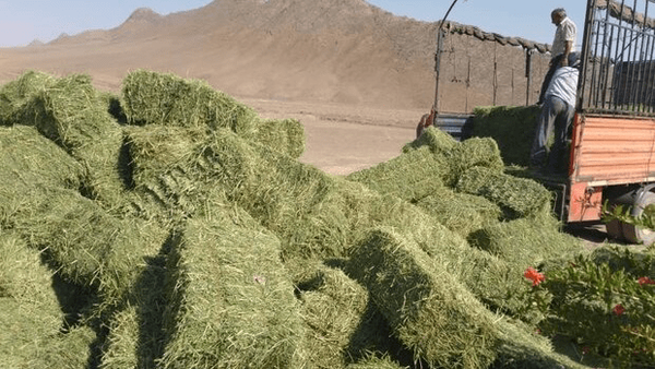 اختصاص ۶۰ میلیارد تومان تسهیلات علوفه به عشایر ایلام