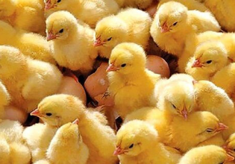 جوجهریزی ۶.۵ میلیون قطعهای در ایلام جوجهریزی ۶.۵ میلیون قطعهای در ایلام