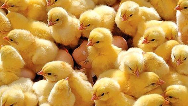 جوجه‌ریزی ۶.۵ میلیون قطعه‌ای در ایلام