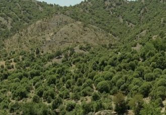 مدیرکل منابع طبیعی ایلام هشدار داد: جنگل‌های زاگرس توان زادآوری ندارند
